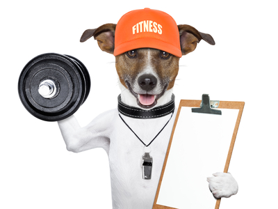 fitness dog
